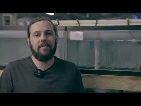 Black Tiger Badis | Freshwater Nano Fish