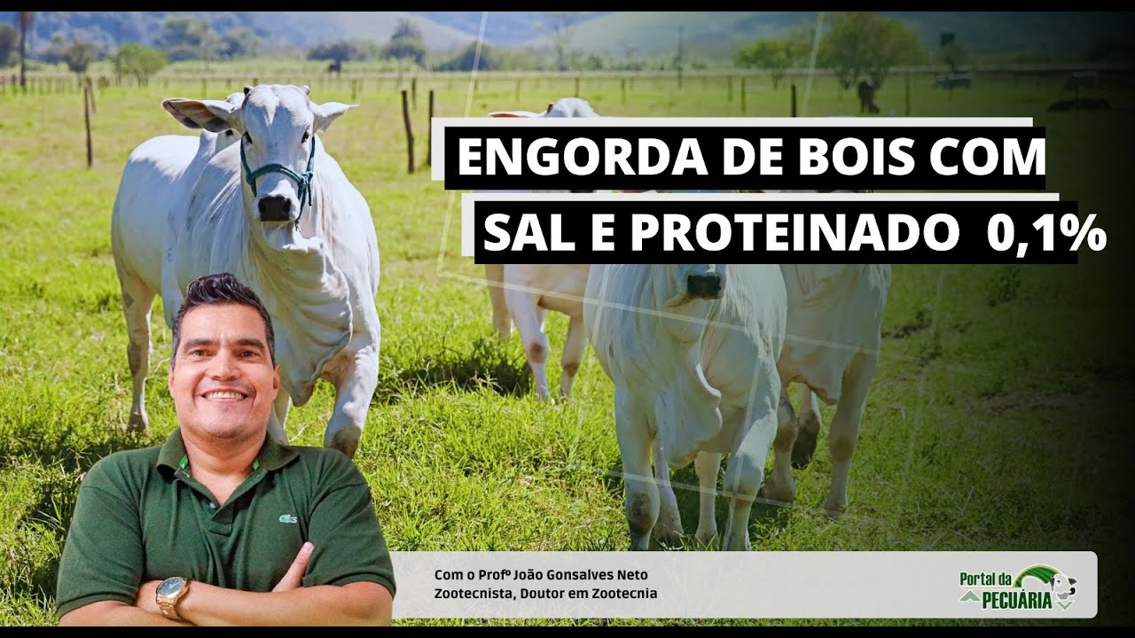 Fattening beef with salt and 0.1% protein