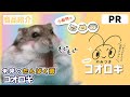 小動物のやみつきコオロギ　プレーンのYouTubeサムネイル画像