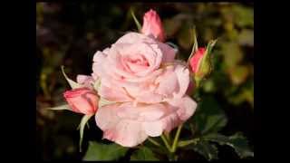 The Rose of Tralee. Beautiful Irish Song.