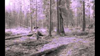 preview picture of video 'Alutaguse, Estonia. Evening bear.'