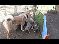 Laika de Siberia Occidental - West Siberian Laika - Group Parenting