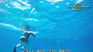 Hawaii Free Diving with Dolphins