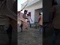 Holli Ke Din Liye Gavri Ke Maje