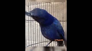 Download lagu Ciung batu gacor pas buat masteran mp3 Download lagu Ciung batu gacor pas buat masteran mp3