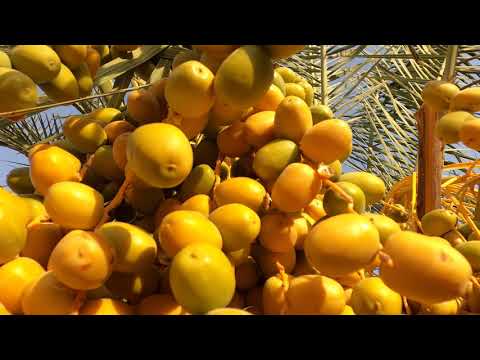 Date Farm in Buraydah Qassim|مزرعة النخيل ببريدة مقابل مدينة التمور
