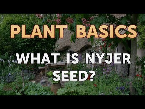 How to Dry an Overwatered Plant