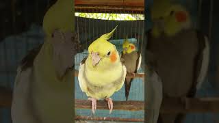 Download lagu burung parkit australia,cute falk bird mp3
