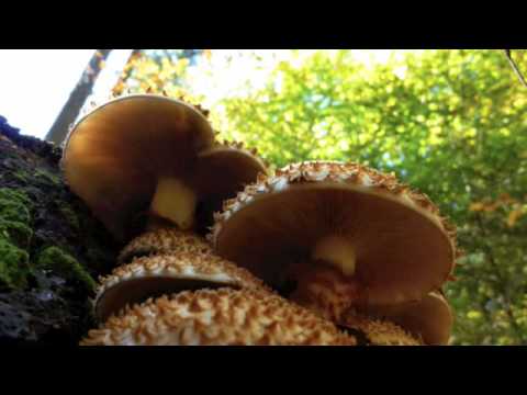 Tyros 3 - I dreamed a dream (gesungen von Ironic)