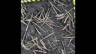 Setting a target plant stand in canola 