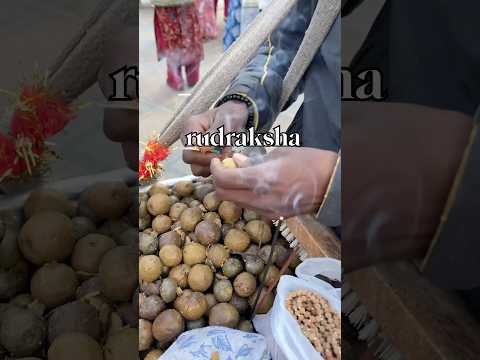 ஐந்து முக ருத்ராட்சம் 🥑#shorts #rudraksha #5mukhirudraksha #nepal #kedarnath #shivan #trending