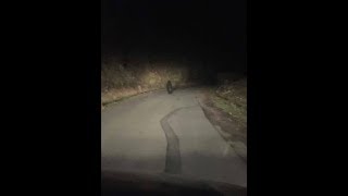 Deputy Sheriff’s Bigfoot Encounter