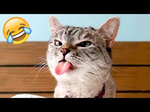 WORLDS FUNNIEST ANIMALS (Credits to @동물의사랑이야기88)