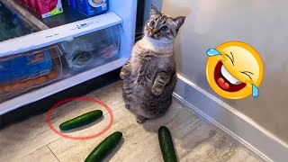 Animais de estimao engraados - Ces e gatos engraados - tente no rir