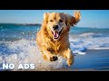 12 Hours Anti Anxiety Music For Dogs Stress Relief Music For Dogs Calming Music For Dogs