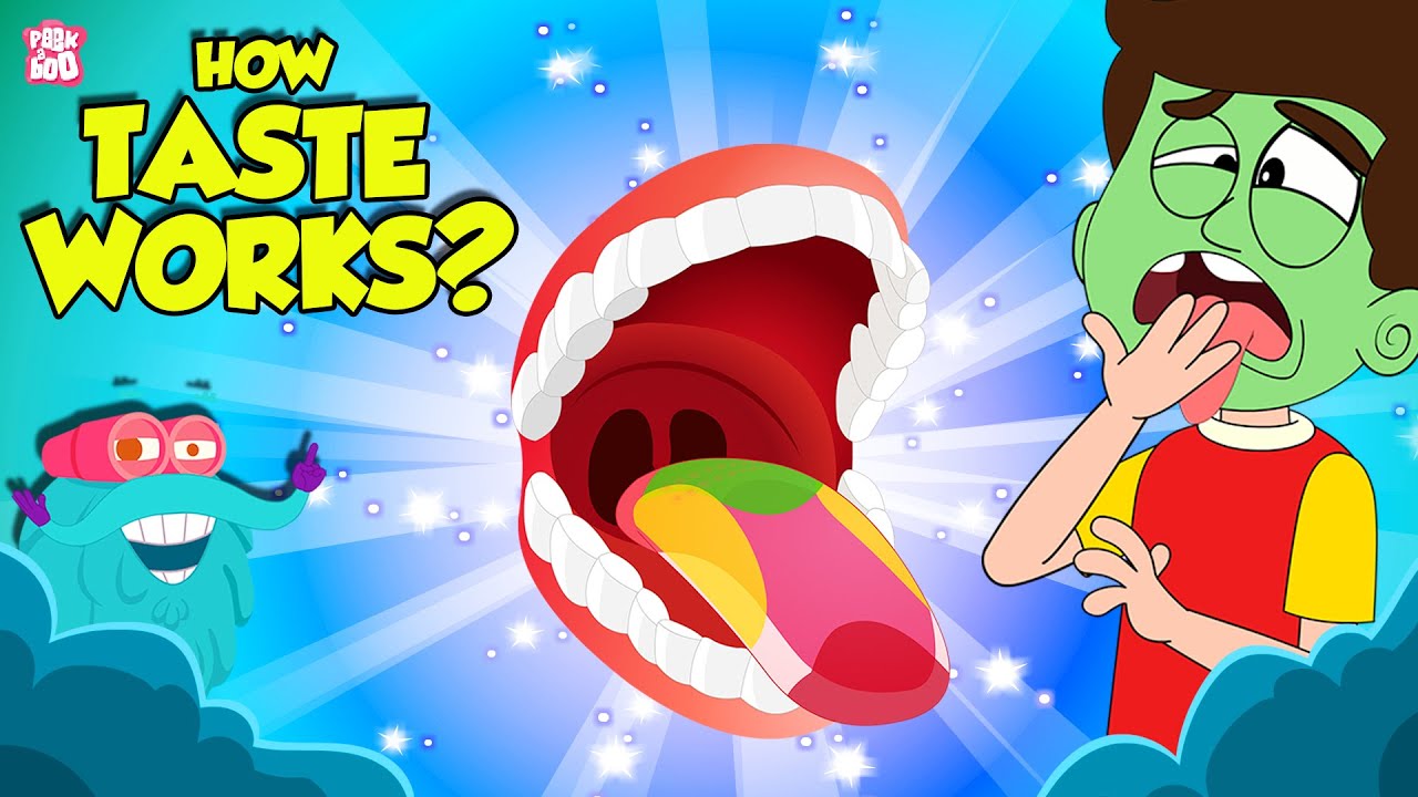 How Do We Taste our Food? | The Sense of Taste | What Are Taste Buds? | The Dr. Binocs Show