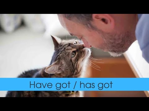 Глаголы have got has got