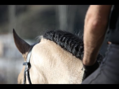 Andalusian Horse with Cream Gen