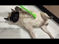Kaise Kare Pug Dog Ki Seva Viral Dogs Doglovers Pug Chowchow