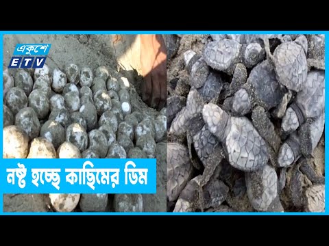 সমুদ্রপাড়ে নষ্ট হচ্ছে কাছিমের ডিম