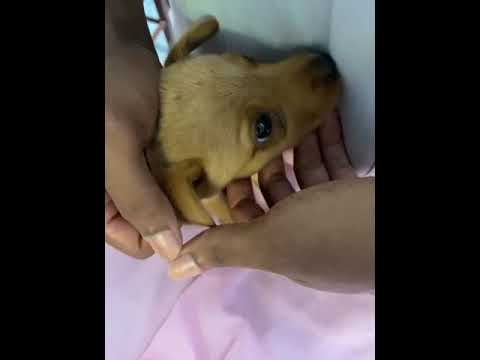 Vídeo de Mila