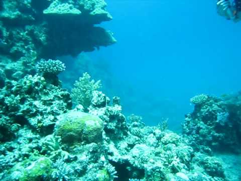 Great Barrier Reef: Diving the Norman Reef, Part 1