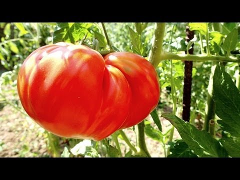 comment traiter aubergines