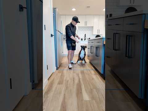 Teach Your Dog to Stay Out of the Kitchen #dogtraining #puppytraining #dogtrainer #dogtrainingtips