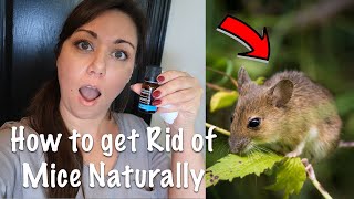 How to Get RID OF MICE Naturally | Pet Safe Mice Repellent | DIY Mouse Hack 👉GENIUS!