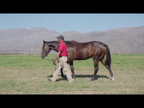 Lot 46 – Dagmar x Gimmethegreenlight