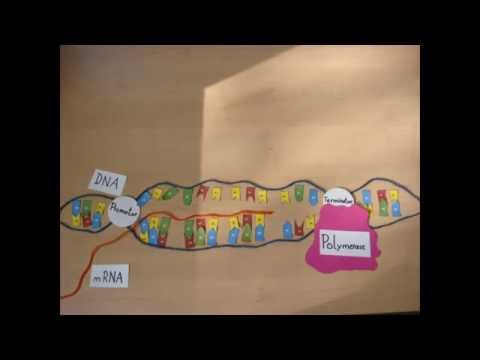 Proteinbiosynthese Animation