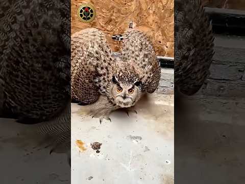 5 Sự Thật Về Cú Mèo Mà Bạn Chưa Từng Biết🦉