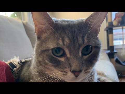 Suji terrorizing the boys! 😱😮🧿Its NUTS post 1 min #playfulkitties #cuteanimal #kittyantics #cutecat