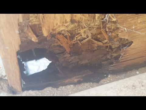 Carpenter Ants Damage Sun Porch in Freehold, NJ