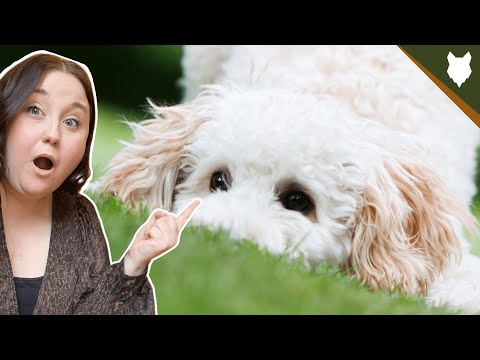 Why you SHOULD NOT get MINIATURE POODLE