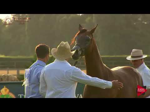 N.66 ACHILLES DOMITIA - Chantilly 2018 AHO Breeders' Championship - Yearling Colts (Class 6B)