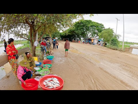 Countryside Street Food in Cambodia, Traditional Local Market Tour, Fish, Snail, Snake, Fruit & More