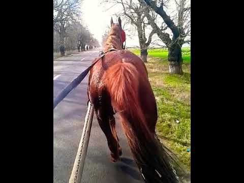 iapa lui Dan fieraru