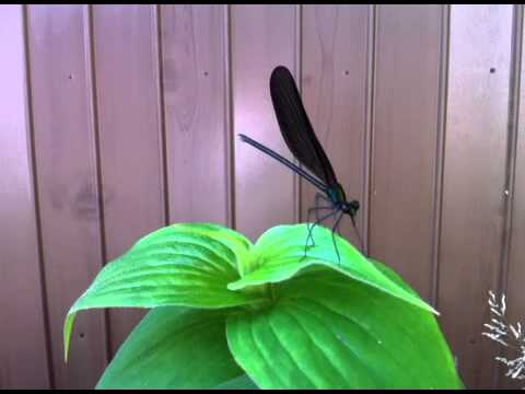 虹色のトンボ:空の曲芸師 自然と動物