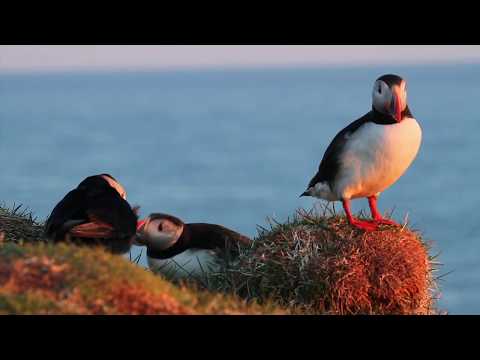 Sébastien Pruneta - Demo reel - Documentary films - July 2017