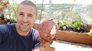בטטות מליפופית הבטטה