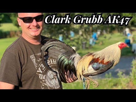 Ak47 Yellow Leg Hatch Grey Roundhead Sweater Kelso - Clark Grubb Farm