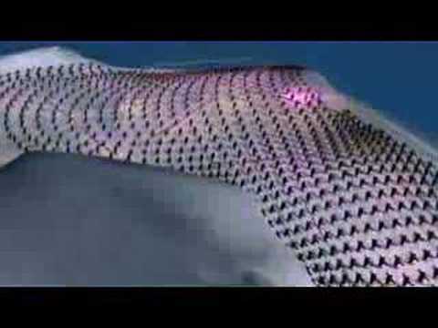 Schiffie & Co - Pinguin Dans (Limburgse Versie)