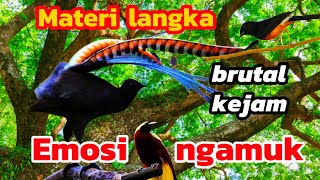 Download lagu Masteran murai batu; Super langka unik raja kicau hutan bangkitkan emosi‼️ mp3