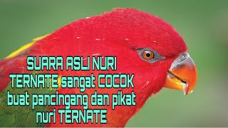 Download lagu Suara asli nuri ternate sangat cocok buat pikat dan nuri ternate malas bunyi mp3 Download lagu Suara asli nuri ternate sangat cocok buat pikat dan nuri ternate malas bunyi mp3