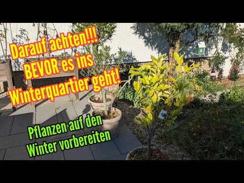 Pflanzen auf den Winter vorbereiten - Darauf musst du jetzt achten bevor es ins Winterquartier geht!