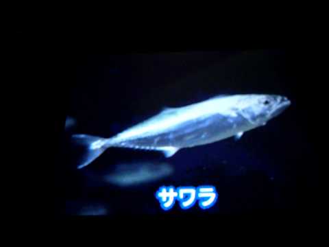 Aquarium By DS Nintendo DS
