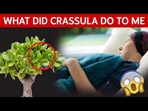 , title : 'Crassula: A Useful Plant You Probably Keep at Home but Don't Know It'
