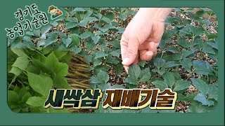 [스토리가 있는 경기팜 08] 새싹삼이 담았습니다