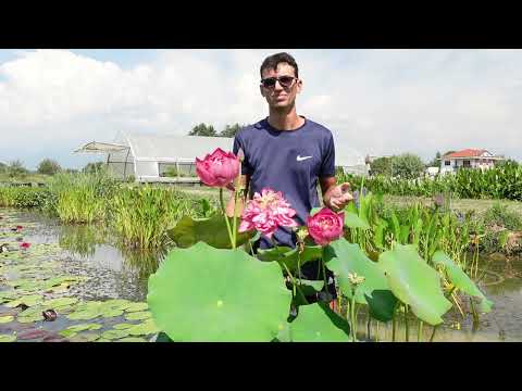 Mini Pond con Fior di Loto: come coltivare un loto sul terrazzo o in giardino